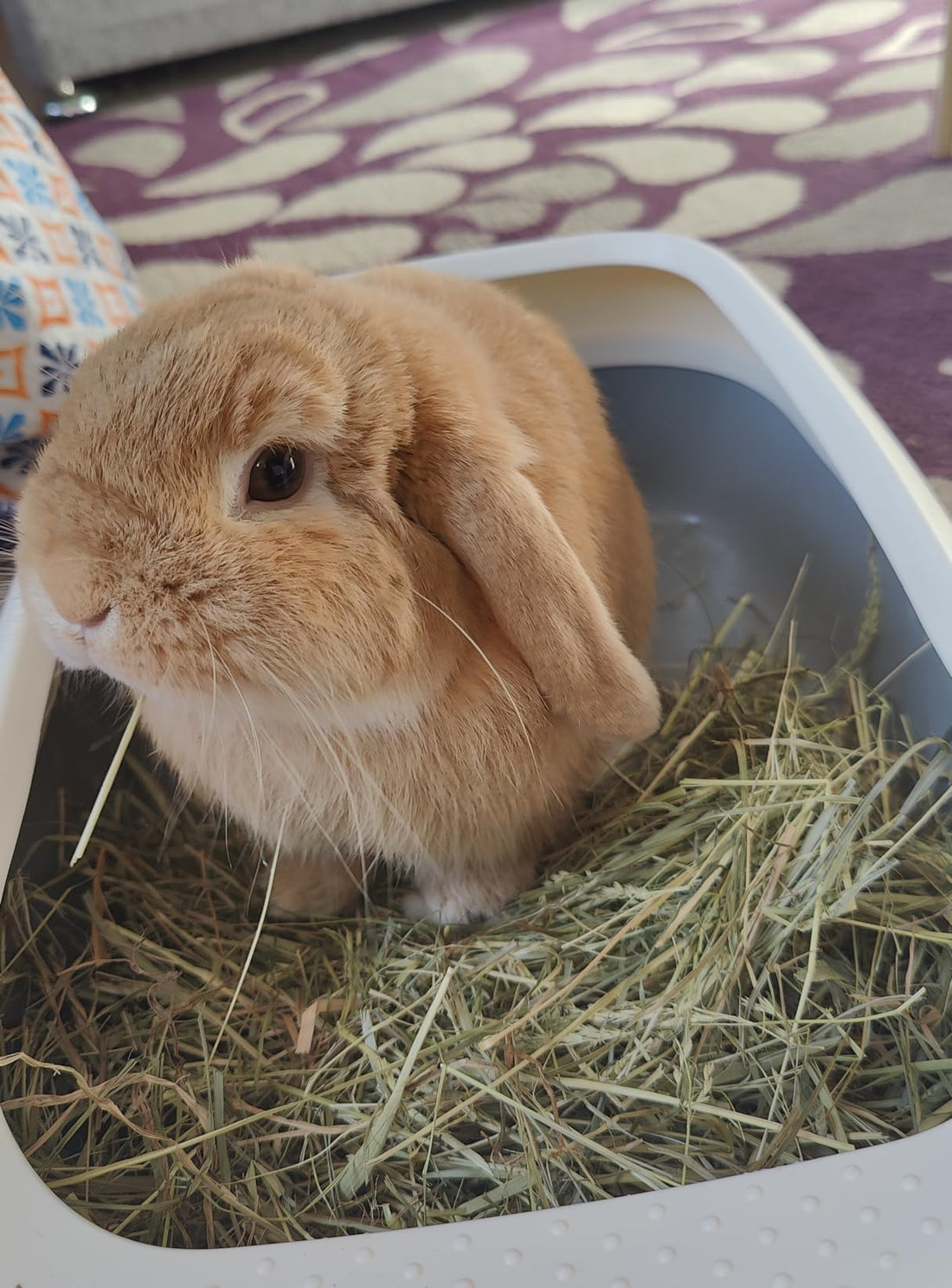 Timothy & Meadow Hay